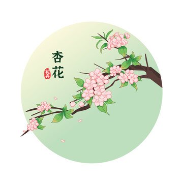花卉杏花插畫