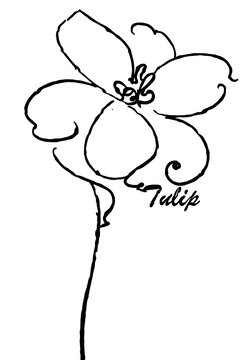簡(jiǎn)約線條郁金香