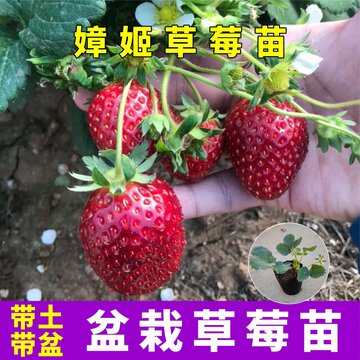 草莓苗主圖