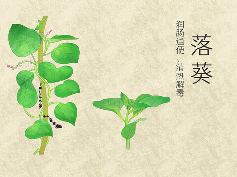 手繪水彩中藥藥材落葵插畫