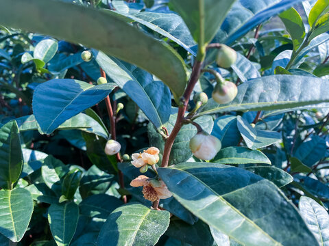 茶花