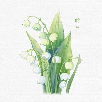 水彩風(fēng)鈴蘭花卉插畫