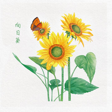水彩風(fēng)向日葵花卉插畫