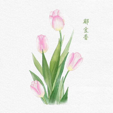 水彩風(fēng)郁金香花卉插畫