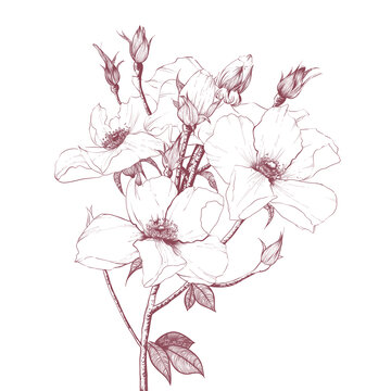 花朵插畫
