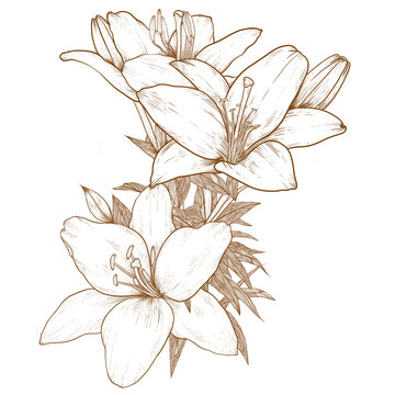百合插畫