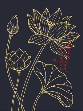 線描荷花