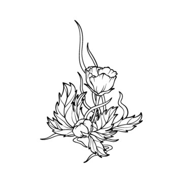 花苞藤曼線稿