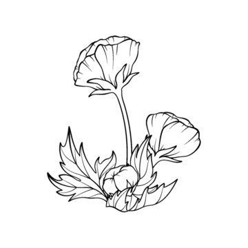 花朵花苞線稿
