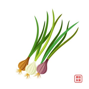 矢量插畫蔬菜綠色蒜苗