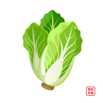 矢量插畫(huà)蔬菜生鮮大白菜