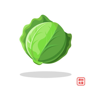 矢量插畫蔬菜生鮮圓白菜