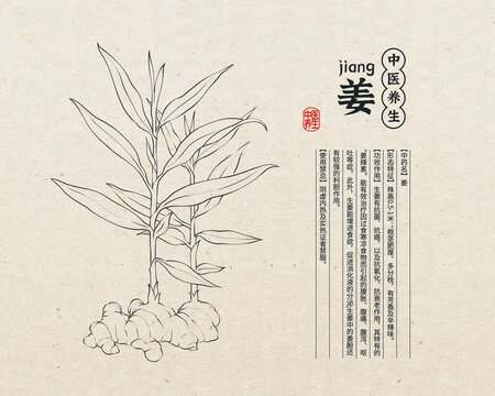 生姜線稿