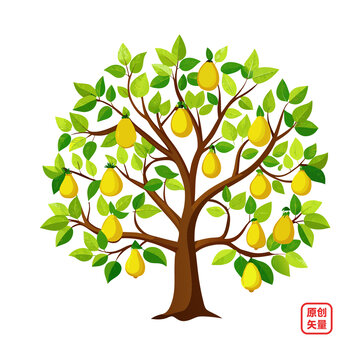 矢量插畫植物大樹梨樹