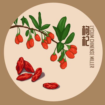 枸杞