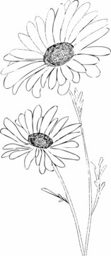 洋甘菊