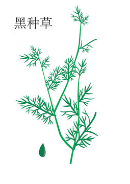 黑種草
