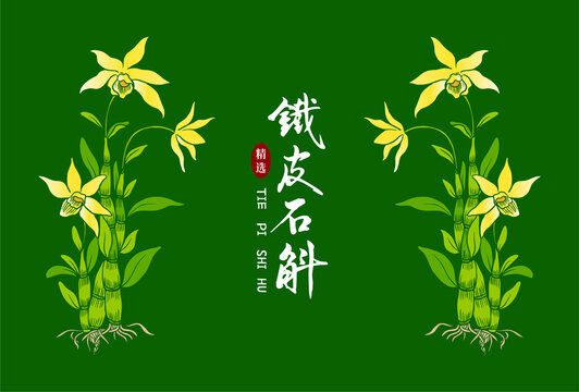 鐵皮石斛插畫