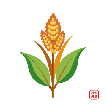 矢量插圖糧食農(nóng)作物高粱