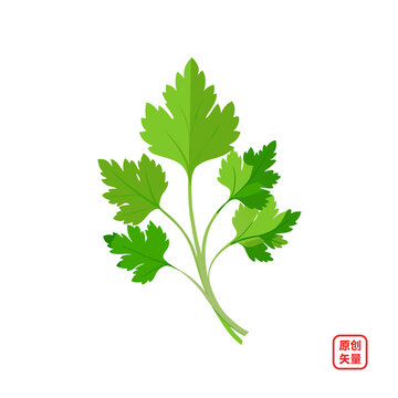 矢量插圖蔬菜新鮮綠葉香菜