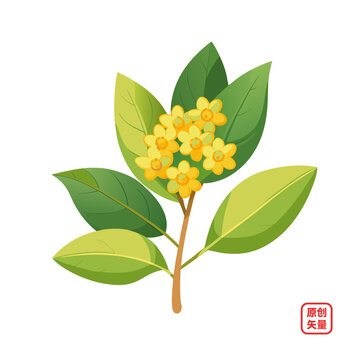 矢量插圖植物鮮花桂花