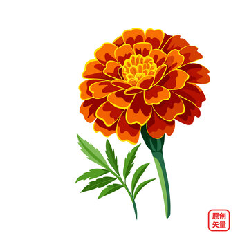 矢量插圖植物鮮花金盞花
