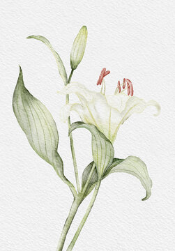 百合花水彩插畫
