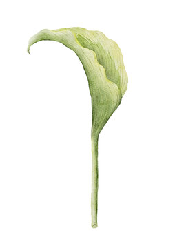 葉子插畫素材