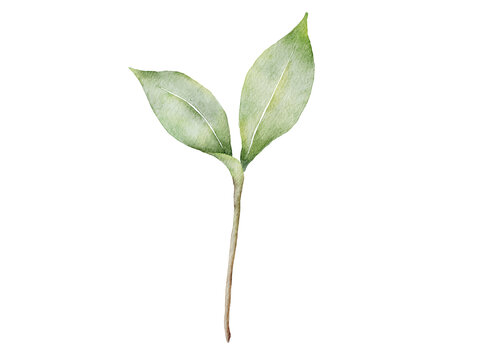 葉子插畫素材