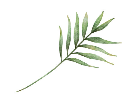 葉子插畫素材