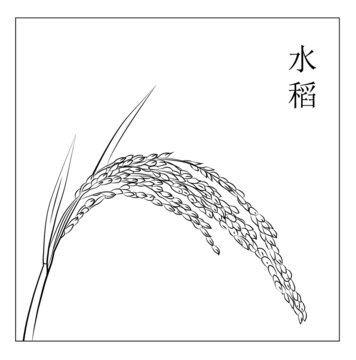 水稻手繪
