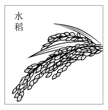 水稻矢量圖
