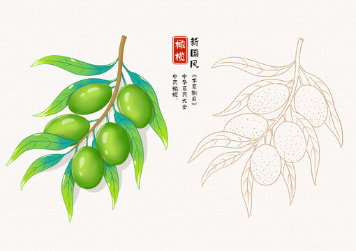 橄欖草藥插畫