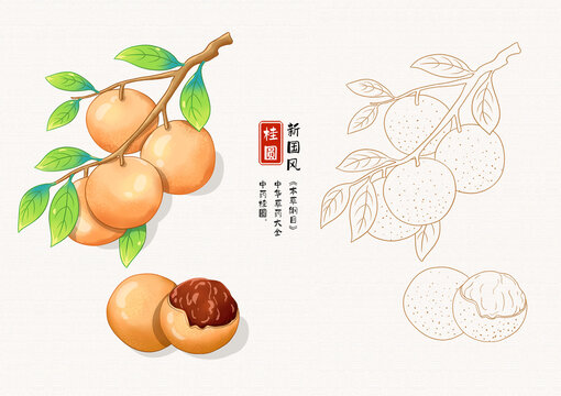 桂圓草藥插畫