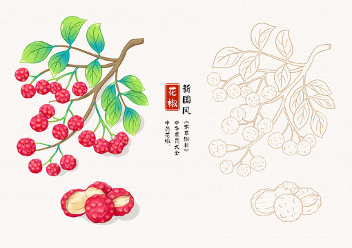 紅花椒草藥插畫