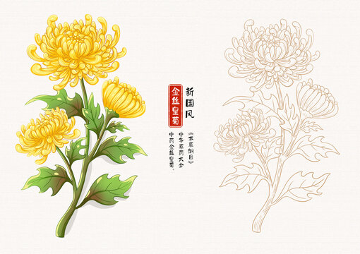 金絲皇菊草藥插畫