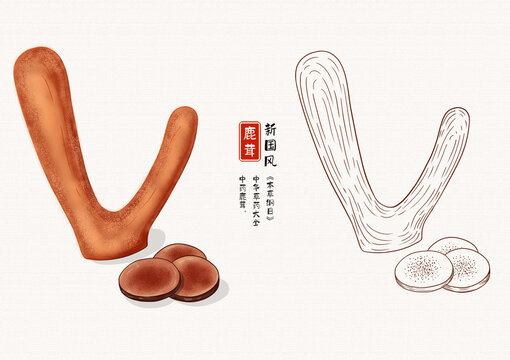 鹿茸草藥插畫