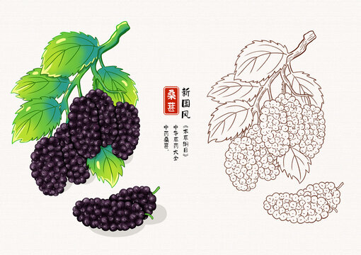 桑葚草藥插畫