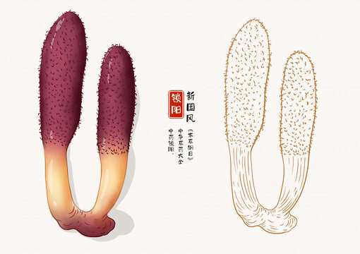 鎖陽草藥插畫
