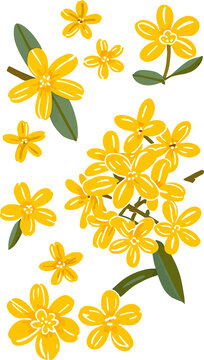 桂花