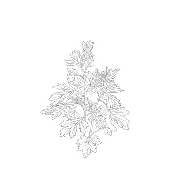 艾草