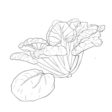 冬菜