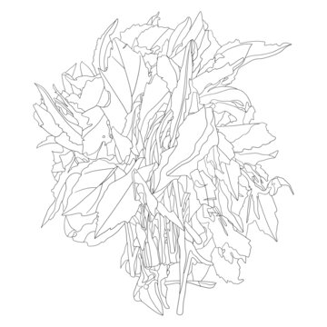 紫背天葵