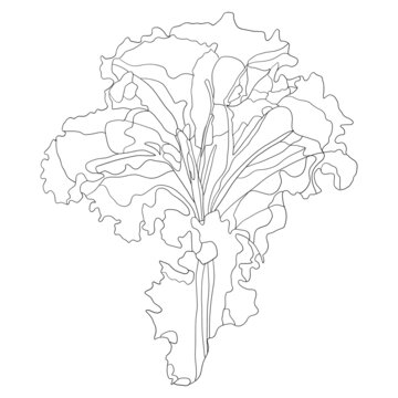 紫葉生菜