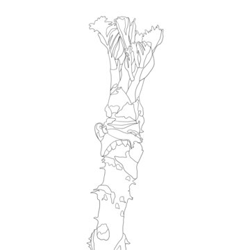 刺老芽