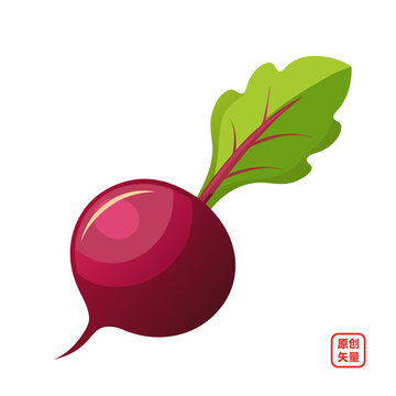 矢量插圖蔬菜新鮮水蘿卜