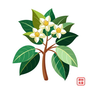 矢量插圖植物白色小花