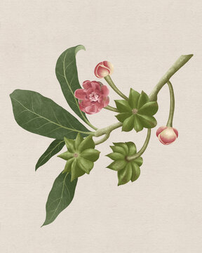 八角植株