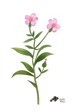 王不留行中草藥國潮國風(fēng)水彩插畫