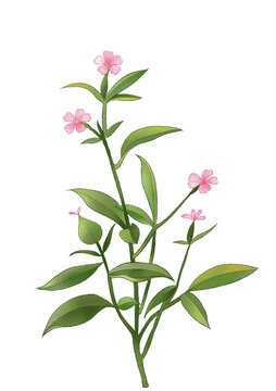 王不留行中草藥國(guó)潮國(guó)風(fēng)水彩插畫